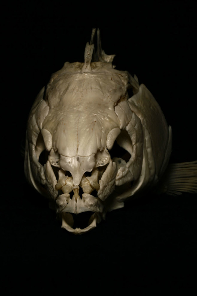 比较难得的大鲤鱼头骨，算上脊椎二十几厘米...