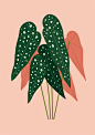 Plants — Sarah Abbott