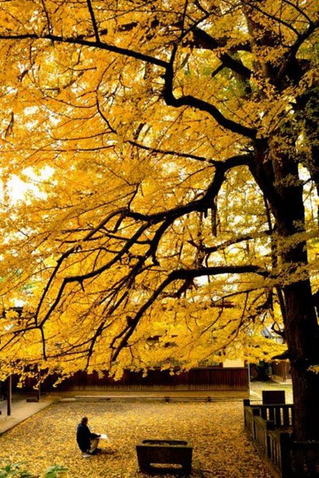 Zuio-ji Temple, Niih...