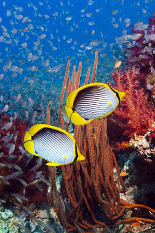 五彩斑斓海底世界