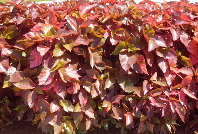 铃度采集于2016-11-03 17:24:19红桑花草铃度该