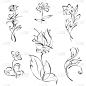 华丽的,卷着的,背景分离,女人,植物,夏天,线条画,草图,绘画插图,影棚拍摄