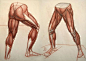 #绘画参考# ( ･ิω･ิ) 是不是又卡在腿部结构一直死循环呢，一些腿部小tips给大家参考。（net）