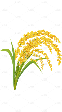 ☀青芒采集到Y 元素 麦子