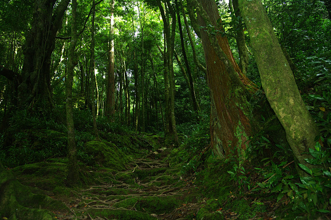 全部尺寸 | Green forest ...