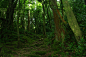 全部尺寸 | Green forest at Lagoa do Congro | Flickr - 相片分享！
