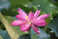 花 美丽的花朵 莲花 花壁纸 植物学 盛开 开花 花瓣 水生植物