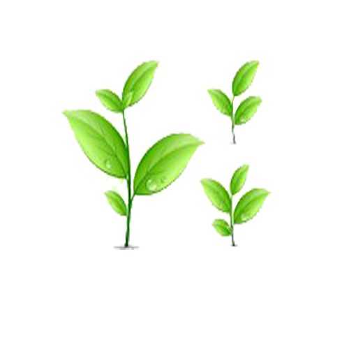 发芽头像发芽绿叶素材绿色种子logo绿色发芽清新小草透明抠图图片发芽