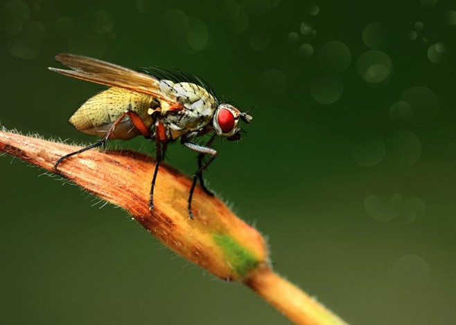 #微距# #昆虫#《Fly》 #500p...