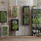 你家有植物墙吗？