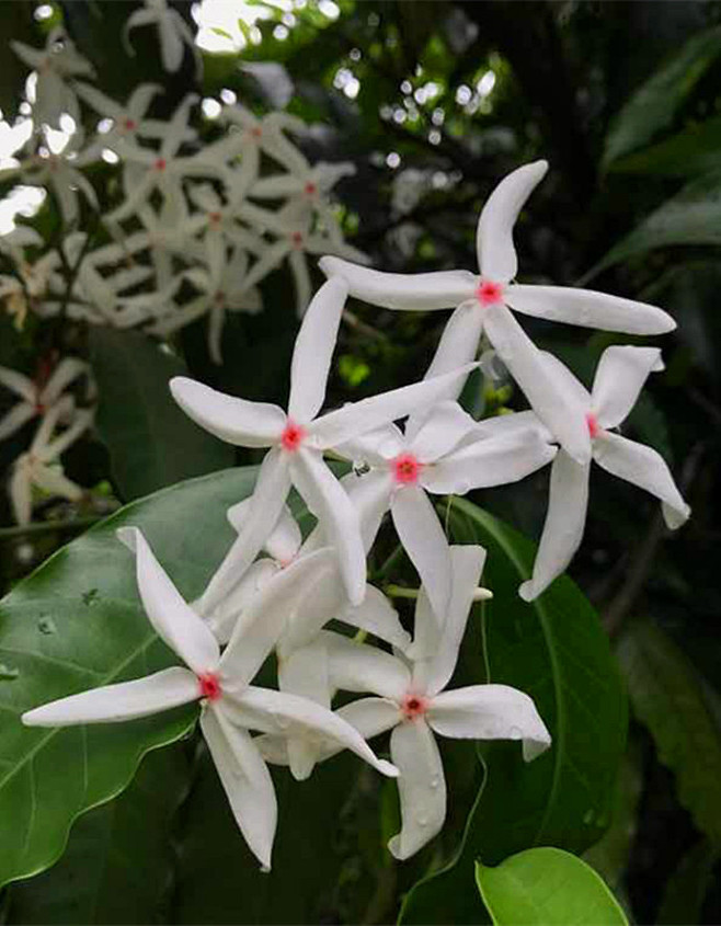 《我为花狂》蕊木