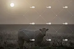 田野上的白牛