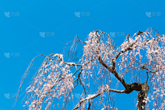 今天吃炸鸡排采集到素材 樱花