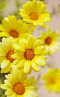 Yellow Dasies