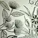 几何抽象插画，几何纹样图案插画，平面构成基础，手绘黑白装饰图案，手绘黑白线稿
