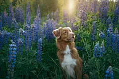 点击来源直接获取大图文件 |自然中的羽扇豆花中的狗。有趣且快乐的新斯科舍猎鸭寻回犬，特勒犬