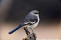 Northern Mockingbird (Mimus polyglottos)
(Photo: Ron Niebrugge)
The Northern Mockingbird is an excellent mimic, imitating the calls of other birds as well as a variety of other animal noises and man-made sounds. The bachelor males often sing all night lon