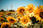 Download Sunflowers Field FREE Stock Photo