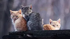 高清小萌猫桌面壁纸  #优质# #动物# #高清#