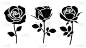 玫瑰,叶子,华丽的,背景分离,浪漫,简单,春天,装饰物,植物,绘画插图