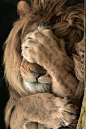 Amazing photo of a male lion that looks like he is saying "Are you kidding me?" Jeeeezzz: 