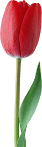 @<my>
郁金香png 鲜花png 花朵png 叶子png 植物鲜花