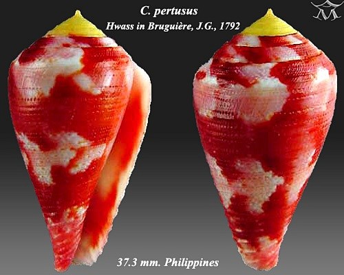 CONUS PERTUSUS