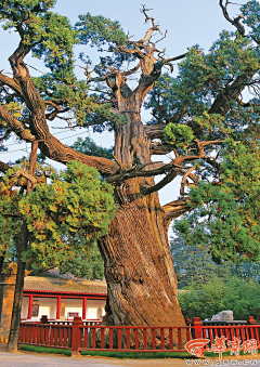 山南海北1111采集到树