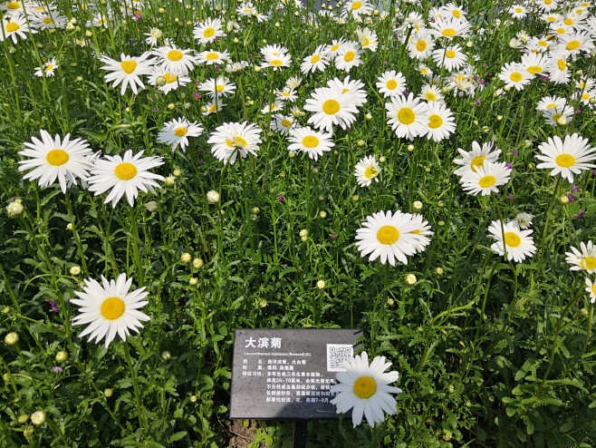 大滨菊