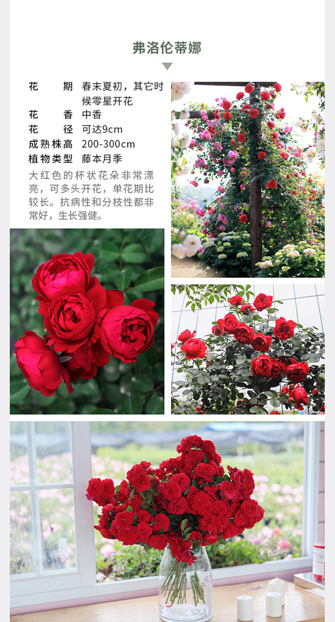海蒂的花园海妈家夫人蓝色阴雨龙沙冰山爆花攀援爬藤拱门花墙月季-淘宝网