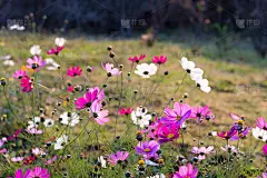 五月花的宇宙田在花园里在阳光灿烂的日子为壁纸背景。草地上开着白色和粉红色的野花。春天来了，母亲节在夏