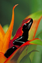Splash-Backed Poison Frog By National Geographic