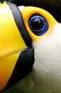 Rio de Janeiro - A Toco Toucan