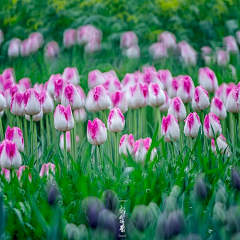 朵朵朵云°采集到花朵