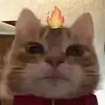 表情包丨最近超火的歪嘴猫表情包合集|拾荒|文案|歪嘴猫|表情包_手机网易网