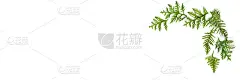 图佳的小树枝孤立在白色的背景上。圣诞贺卡的概念。空间的文本。横幅