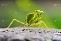 螳螂,儿童,正面视角,留白,水平画幅,绿色,日本,动物身体部位,一只动物,幼虫