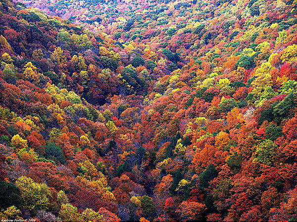 [A Sea of Fall Color...