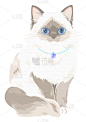 可爱的,猫,矢量,绘画插图,毛绒绒,白色,宠物,背景分离,垂直画幅,图像
