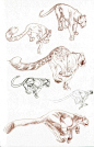 (6)Claire Wendling's Cats 猫科动物_野苼_新浪博客