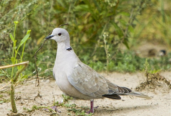 可爱的斑鸠图片