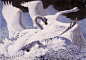 【British painter Charles Tunnicliffe】Charles_Tunnicliffe-Index01-04-_Mute_Swans_Fighting_je