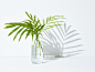 Fern in Glass Jar on White Background by Sam Cornwall on 500px