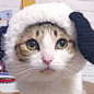 【图片】【情头第十弹】我的头像是猫咪_情头吧_百度贴吧