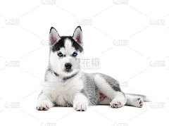 西伯利亚哈士奇的幼犬，一出生就有蓝色的眼睛。