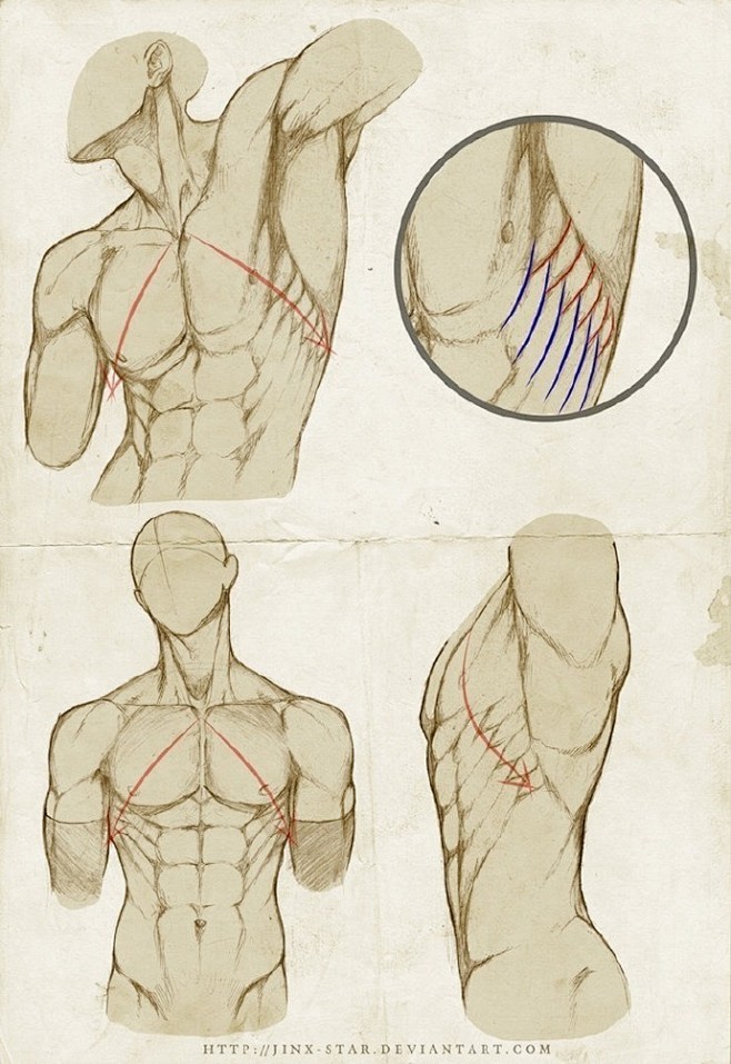 男性人体结构练习，多数是躯干练习。