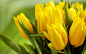 高贵典雅黄色郁金香花室内花卉高清图片