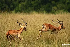 午饭后我们乘车去了马赛人的村庄，几乎保持了土著人完整的最原始的生活状态，就像外国...