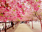 世界上最美的小路 #春暖花开#