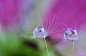 Miki Asai在 500px 上的照片Drops on the dandelion seeds